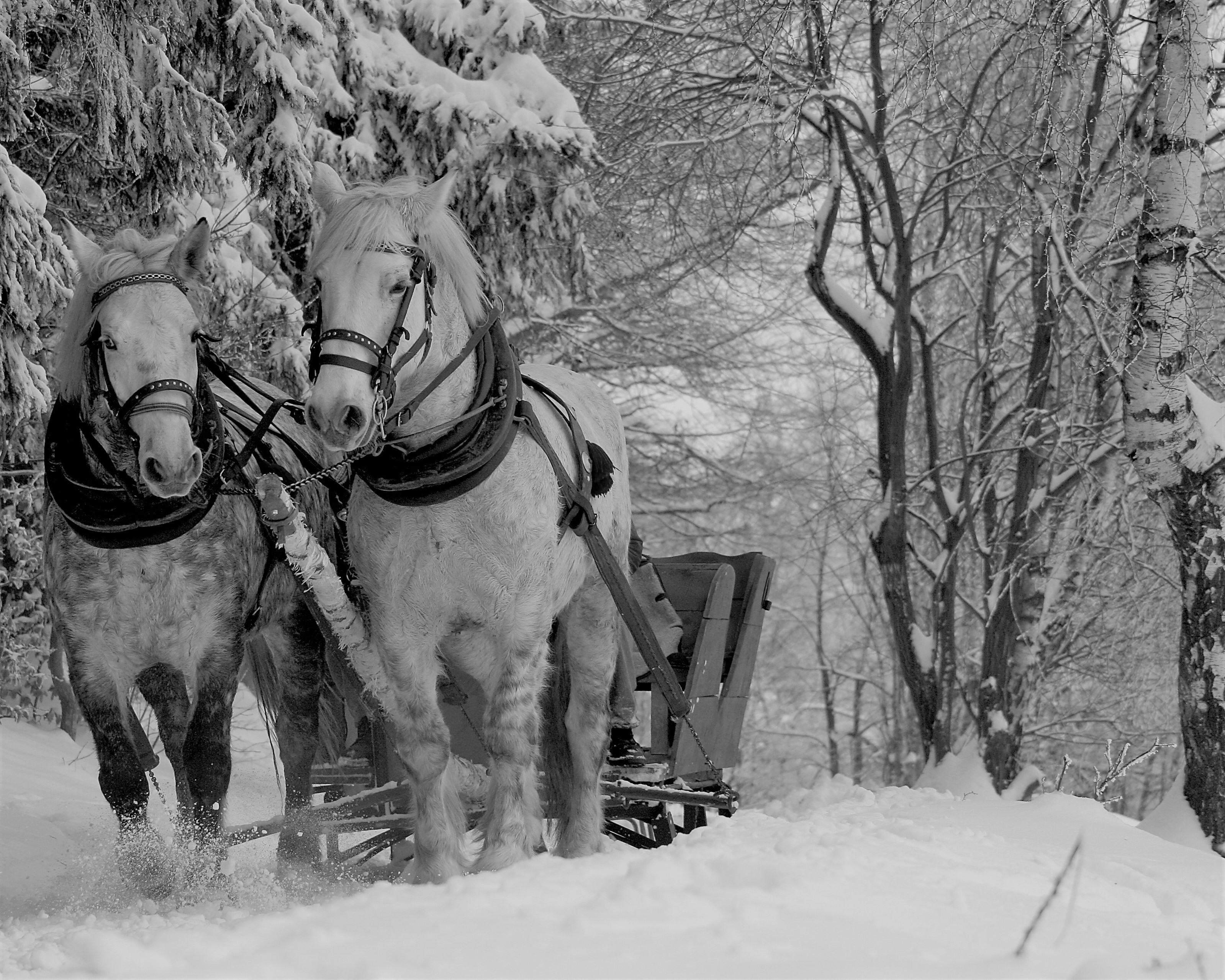 animals-forest-horses-33059
